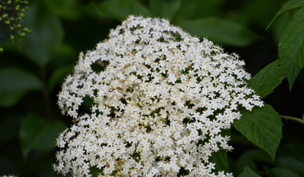 Collecting Elderberries for Winter Cordials and Syrups