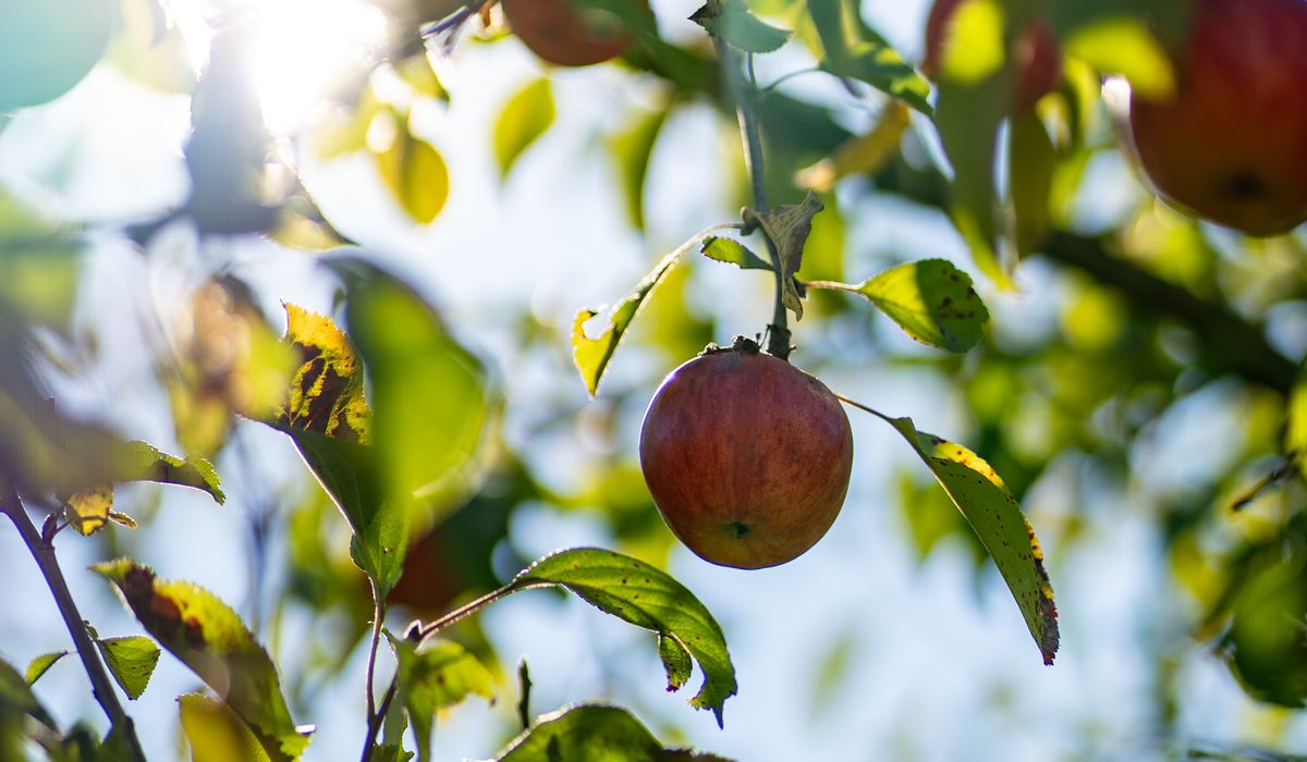 Cooking with Quince from Forgotten Garden Trees
