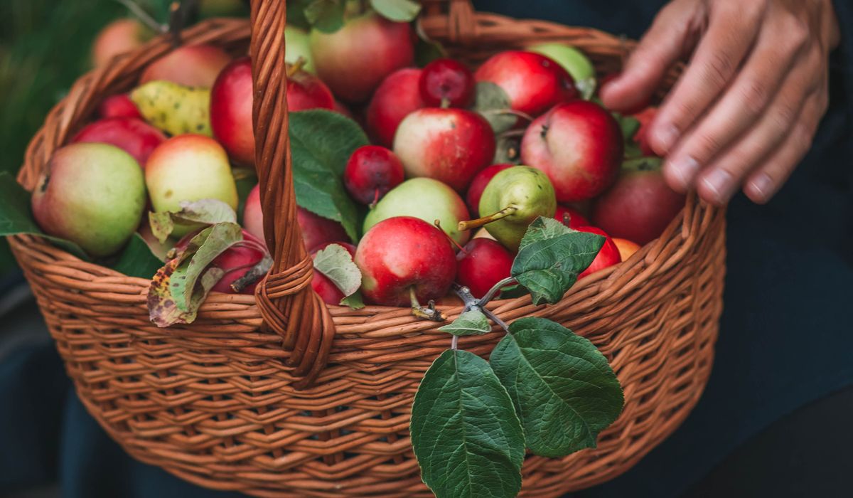 Foraging for Wild Apples in Old Orchards