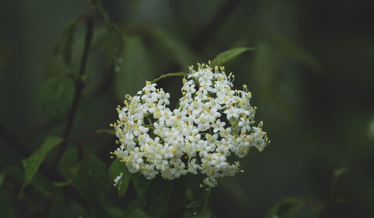 Foraging Rowan Berries and Making Rowan Jelly