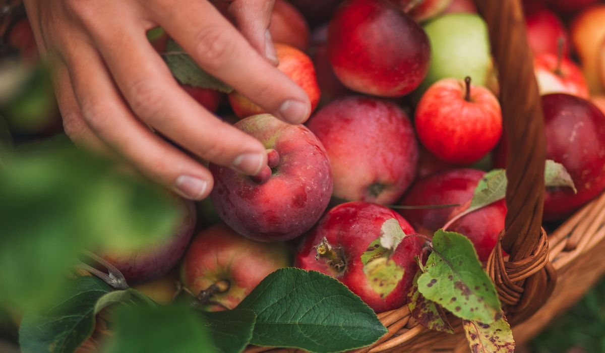Preserving the Autumn Harvest: Drying, Bottling and Freezing