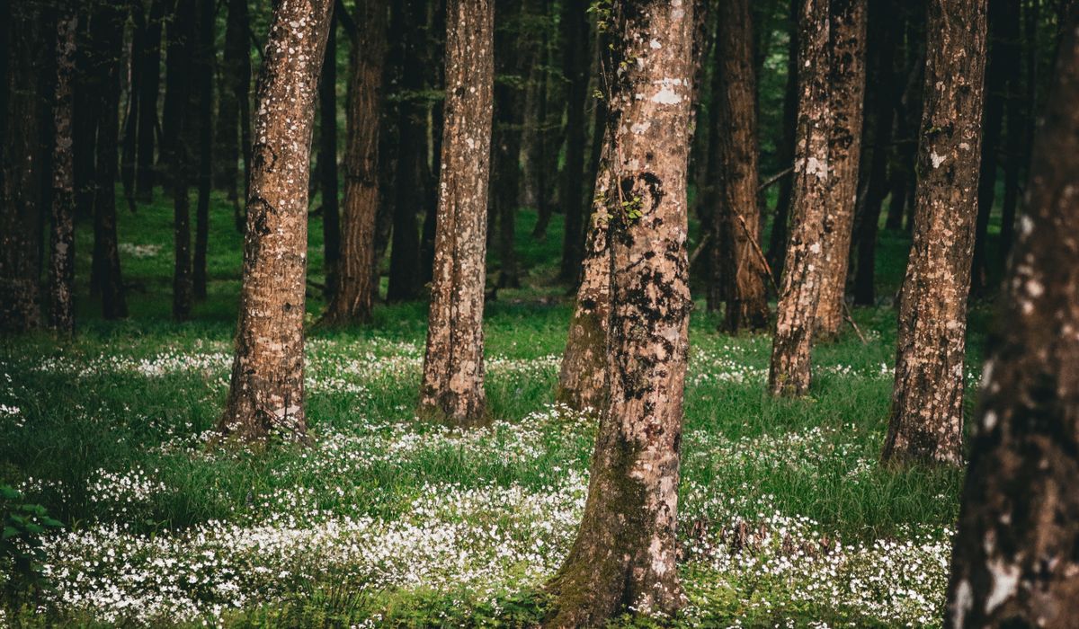 UK Foraging Laws: What You Can Legally Pick